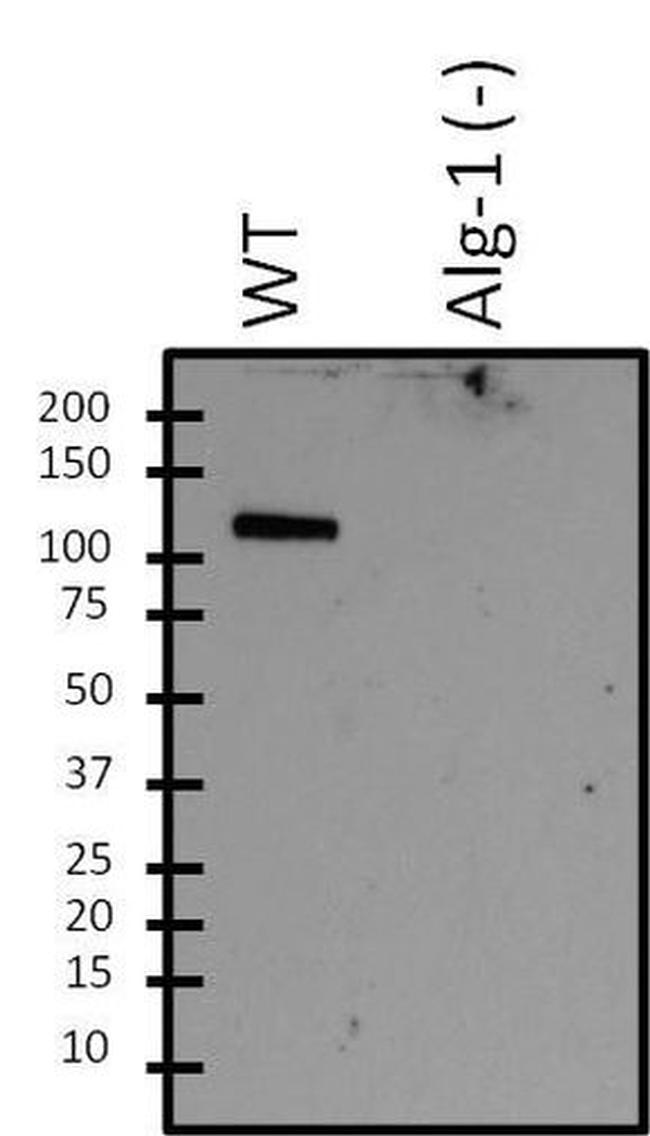 ALG1 Antibody in Western Blot (WB)