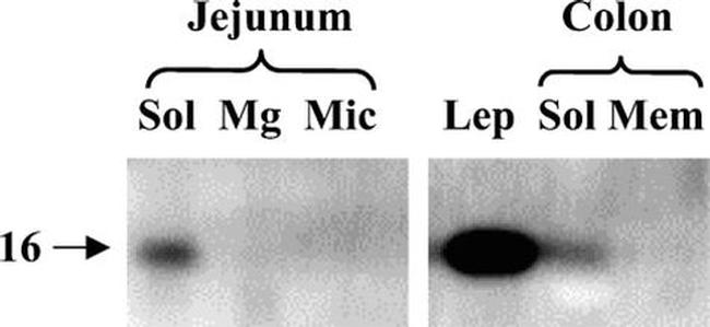 Leptin Antibody in Western Blot (WB)