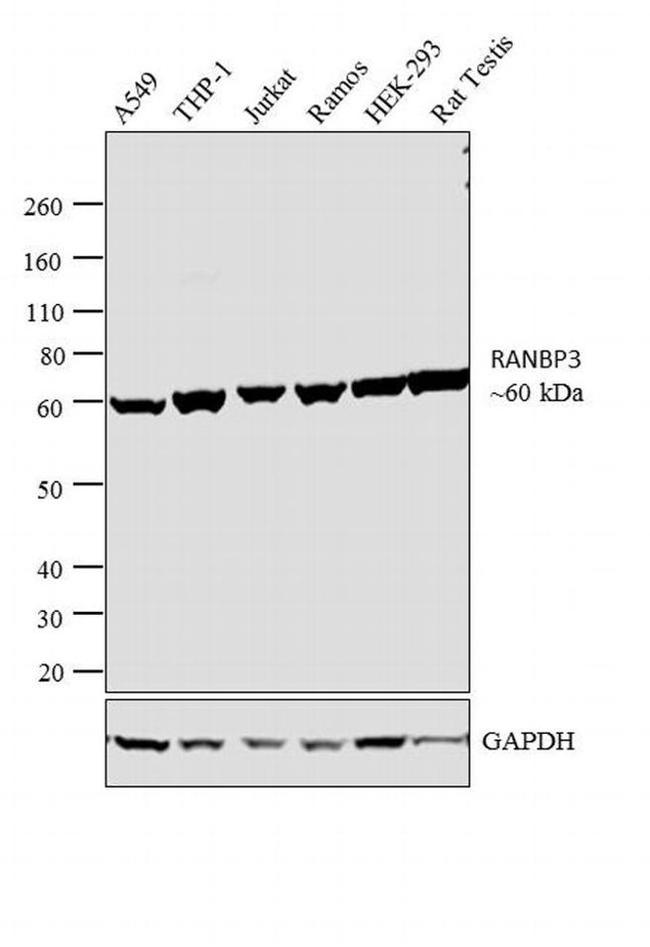RANBP3 Antibody in Western Blot (WB)