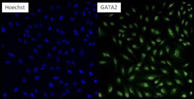 GATA2 Antibody in Immunocytochemistry (ICC/IF)