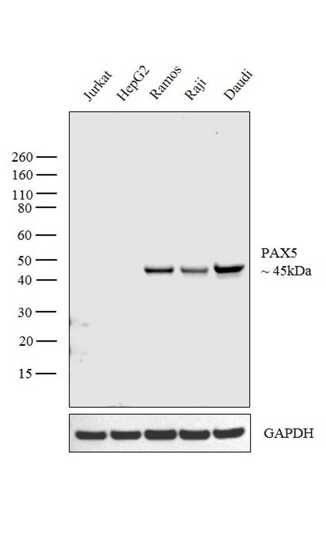 PAX5 Antibody