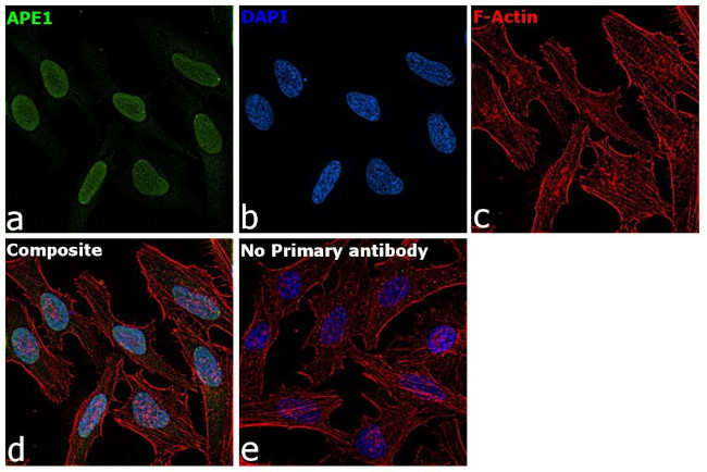 APE1 Antibody in Immunocytochemistry (ICC/IF)