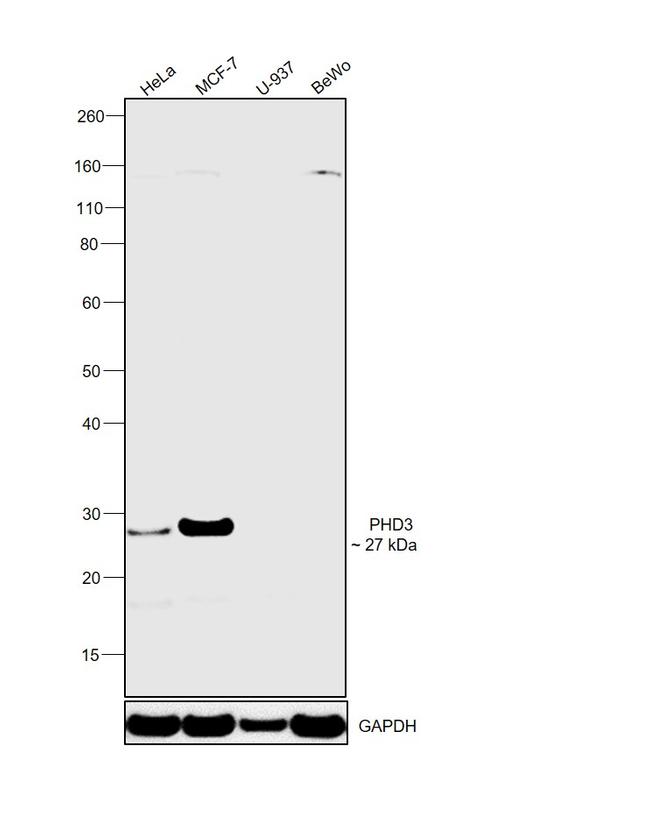 PHD3 Antibody in Western Blot (WB)