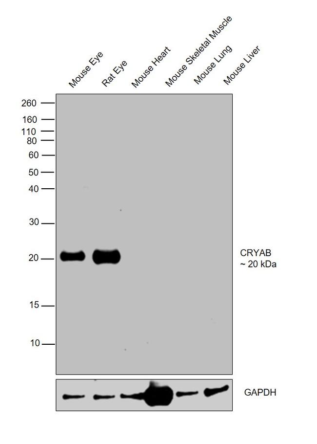 CRYAB Antibody in Western Blot (WB)
