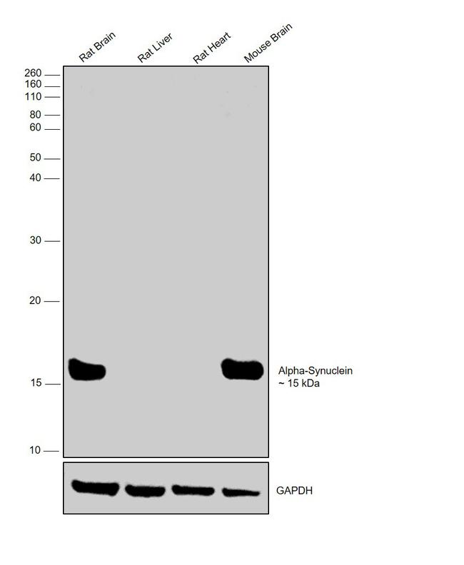 alpha Synuclein Antibody in Western Blot (WB)