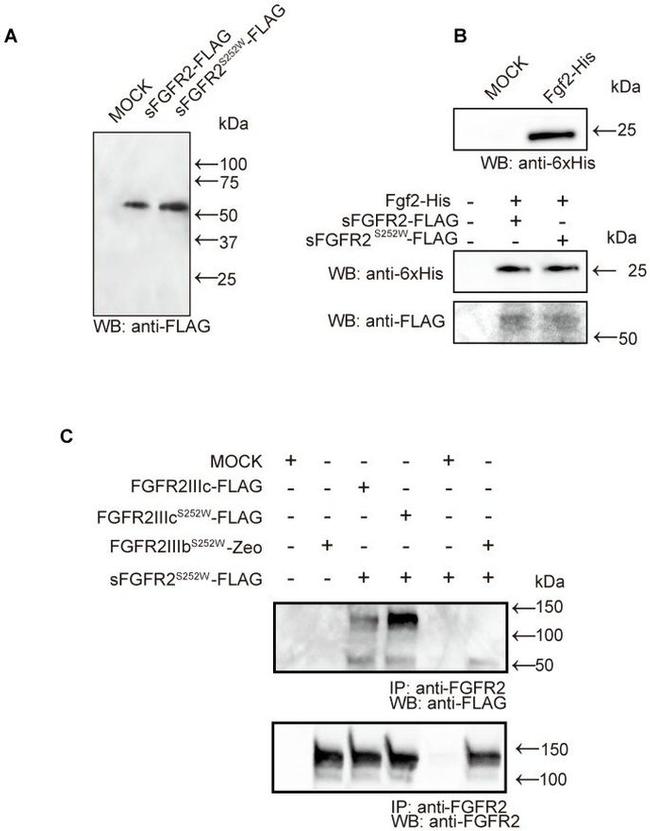 FGFR2 Antibody in Western Blot, Immunoprecipitation (WB, IP)