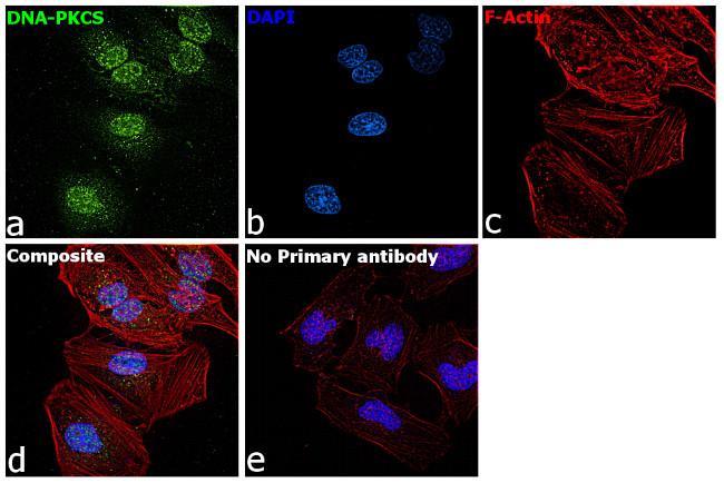 Phospho-DNA-PK (Thr2609) Antibody in Immunocytochemistry (ICC/IF)