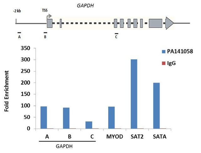 Histone H2B Antibody in ChIP Assay (ChIP)