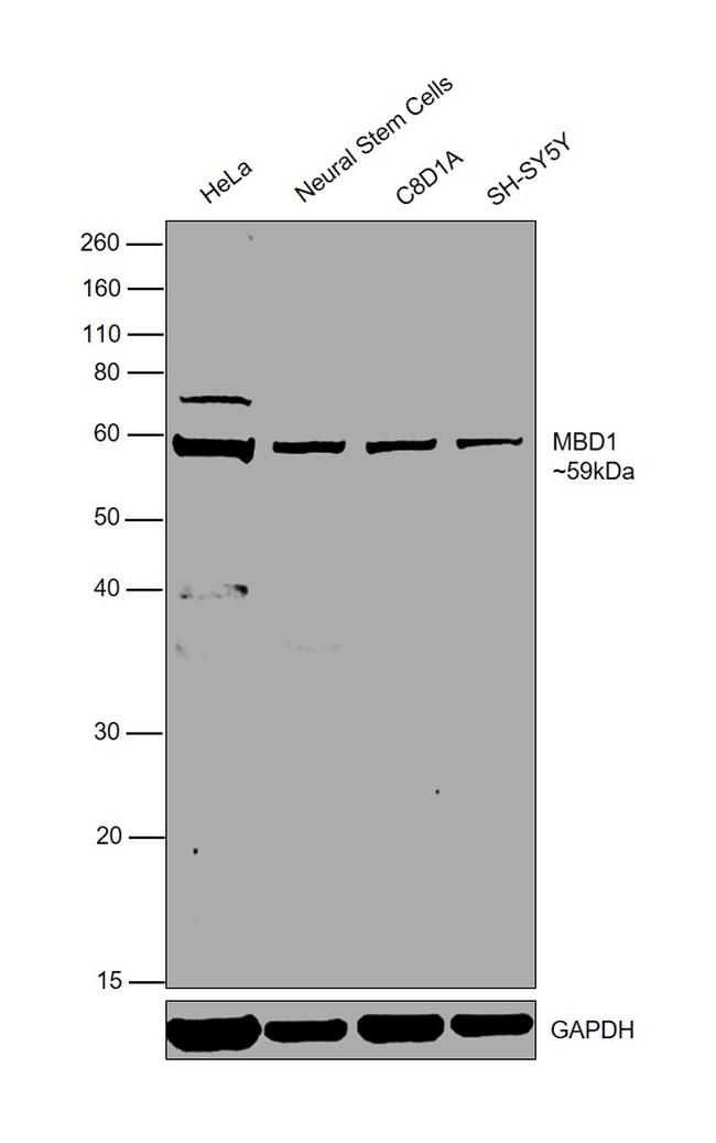 MBD1 Antibody in Western Blot (WB)