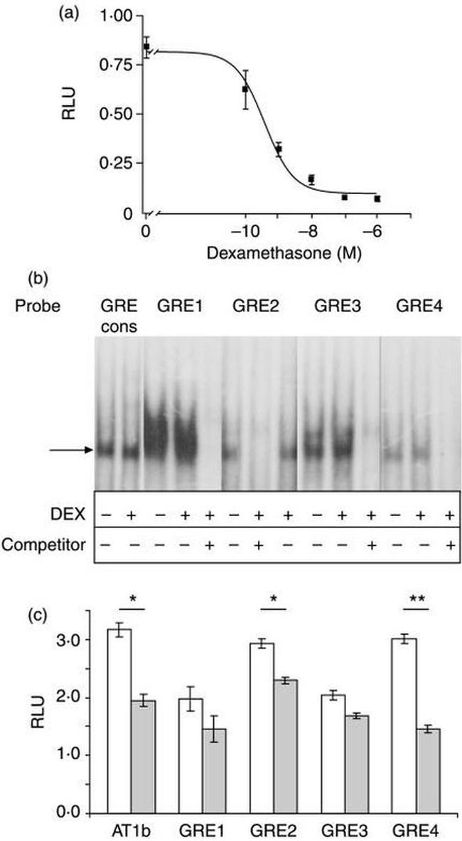 Glucocorticoid Receptor Antibody in Gel Shift (GS)