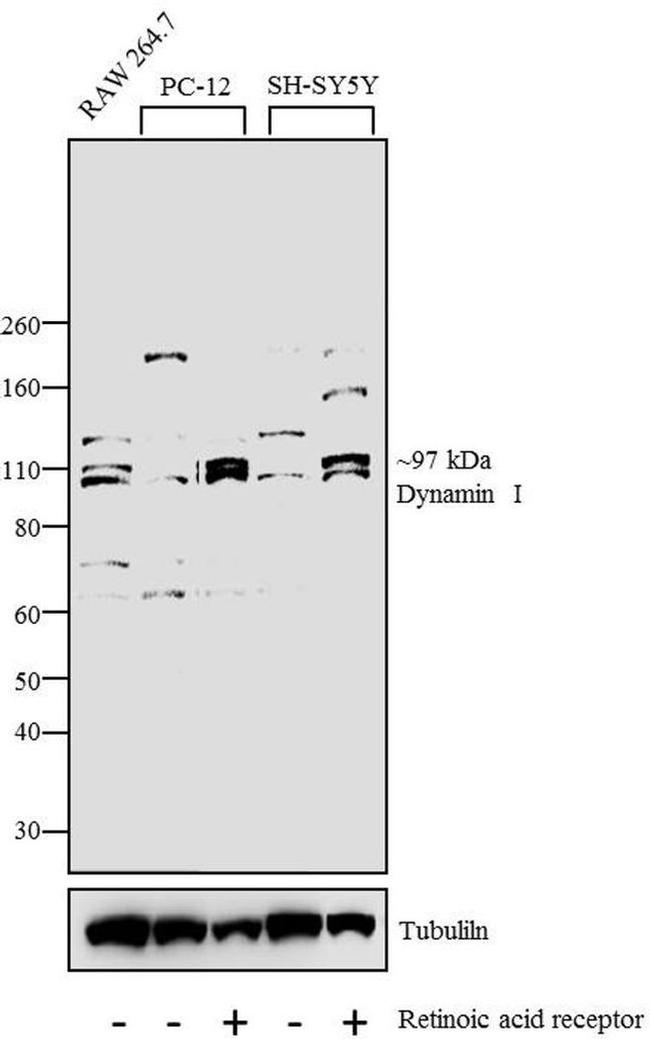 Dynamin 1 Antibody in Western Blot (WB)
