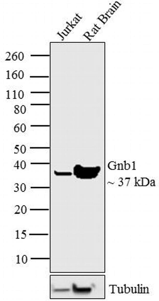 Gnb1 Antibody in Western Blot (WB)