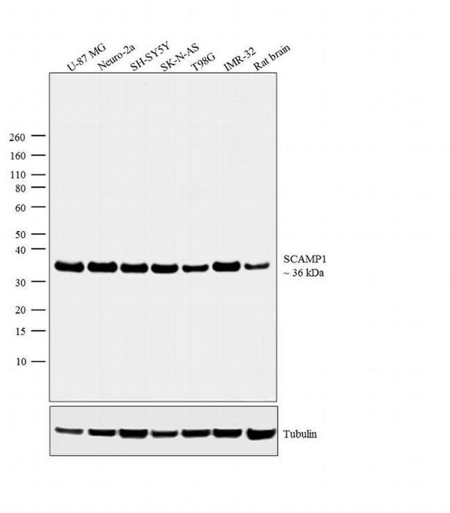 SCAMP1 Antibody in Western Blot (WB)
