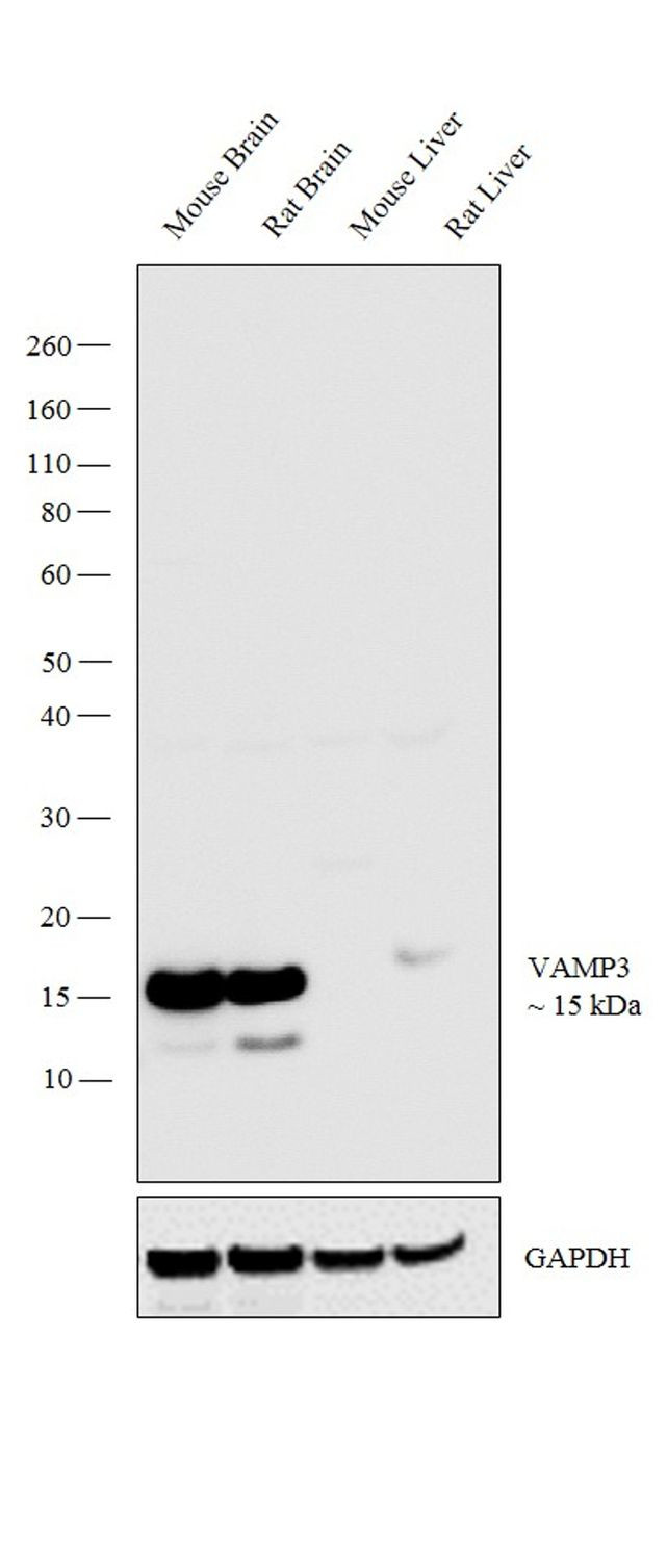 VAMP3 Antibody