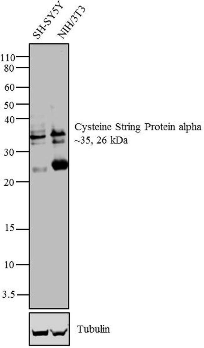 CSP alpha Antibody in Western Blot (WB)