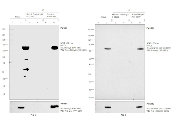 Myc Tag Antibody in Immunoprecipitation (IP)
