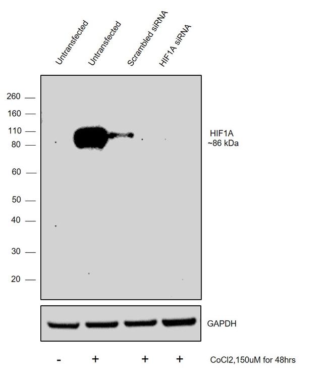 HIF1A Antibody in Western Blot (WB)