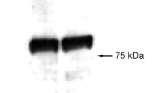 VG5Q Antibody in Western Blot (WB)
