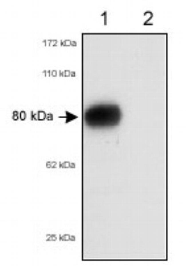 SR-BI/SR-BII Antibody in Western Blot (WB)