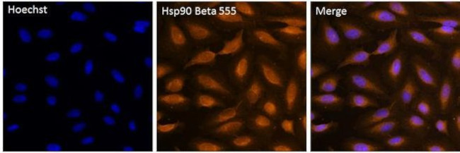 HSP90 beta Antibody in Immunocytochemistry (ICC/IF)