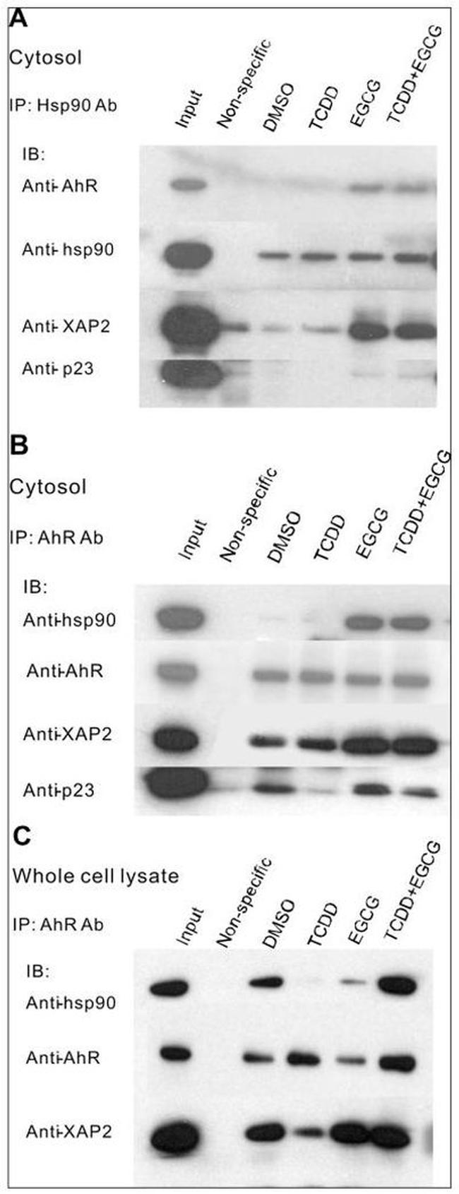 HSP90 alpha Antibody in Western Blot, Immunoprecipitation (WB, IP)