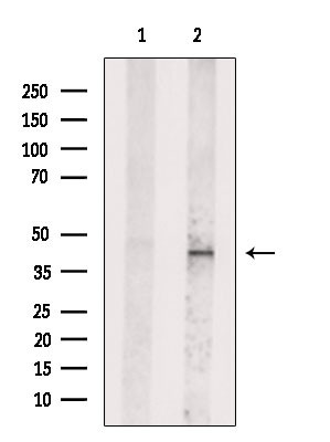 ID3 Antibody in Western Blot (WB)
