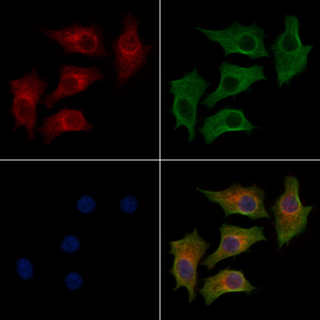 FOXRED1 Antibody in Immunocytochemistry (ICC/IF)