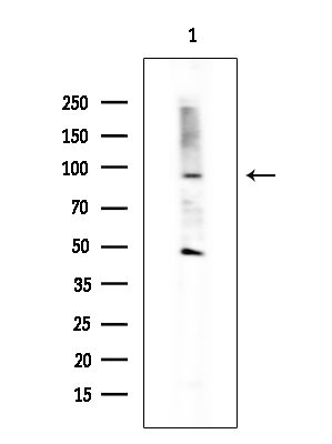 GPR128 Antibody in Western Blot (WB)