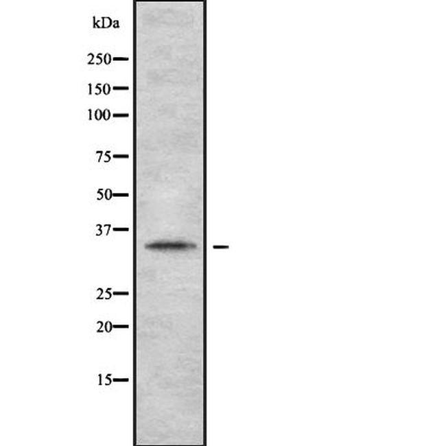 OR2A2 Antibody in Western Blot (WB)