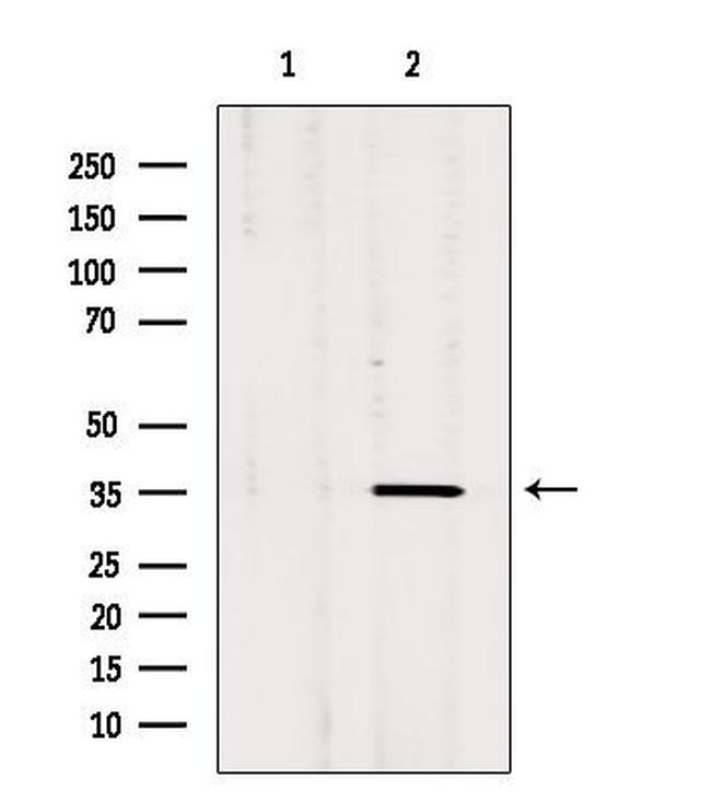 OR3A1 Antibody in Western Blot (WB)