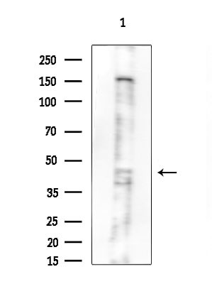 CYP2C8 Antibody in Western Blot (WB)