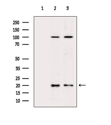 MRPL54 Antibody in Western Blot (WB)