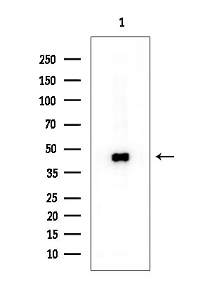 RCL1 Antibody in Western Blot (WB)