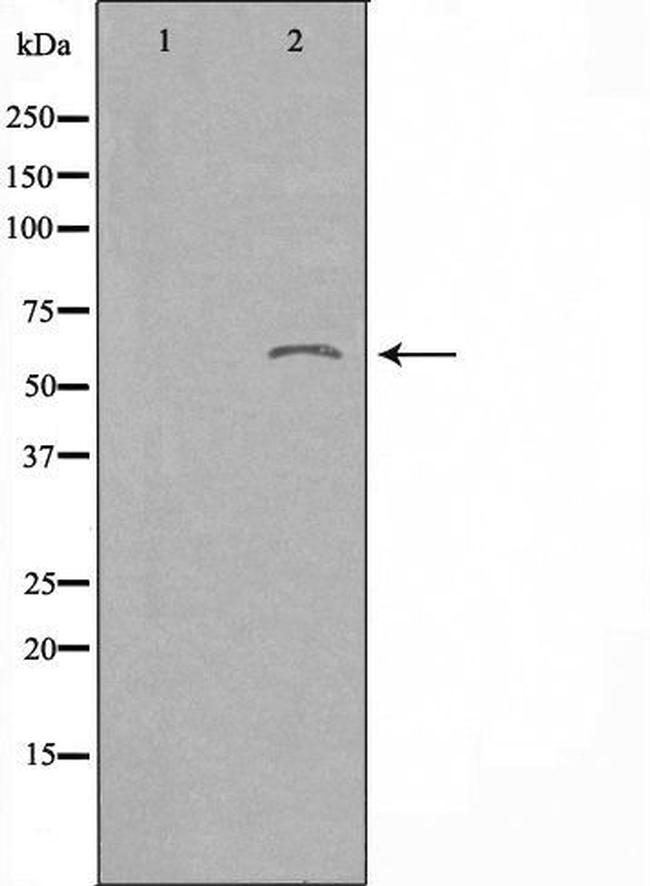 TAIP12 Antibody in Western Blot (WB)