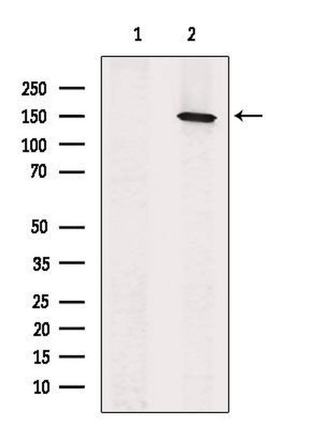 GPR116 Antibody in Western Blot (WB)