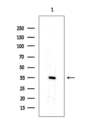OR10G2 Antibody in Western Blot (WB)