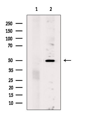 OR5K1 Antibody in Western Blot (WB)
