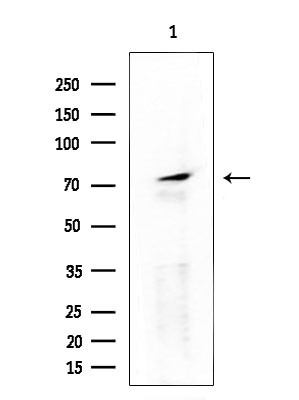 RXFP2 Antibody in Western Blot (WB)