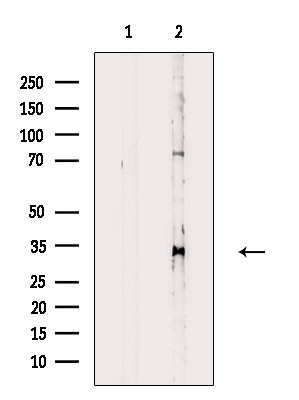 USF1 Antibody in Western Blot (WB)