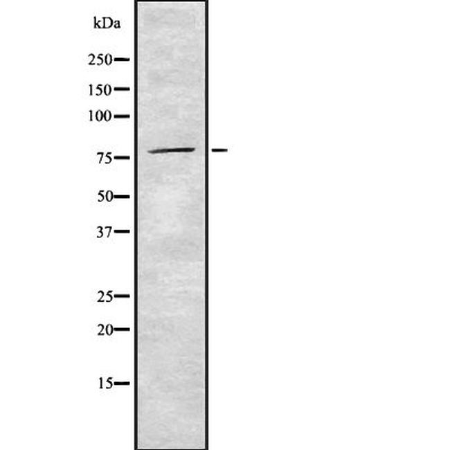 SLC26A5 Antibody in Western Blot (WB)
