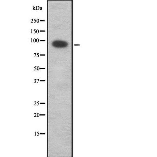 RNF19A Antibody in Western Blot (WB)
