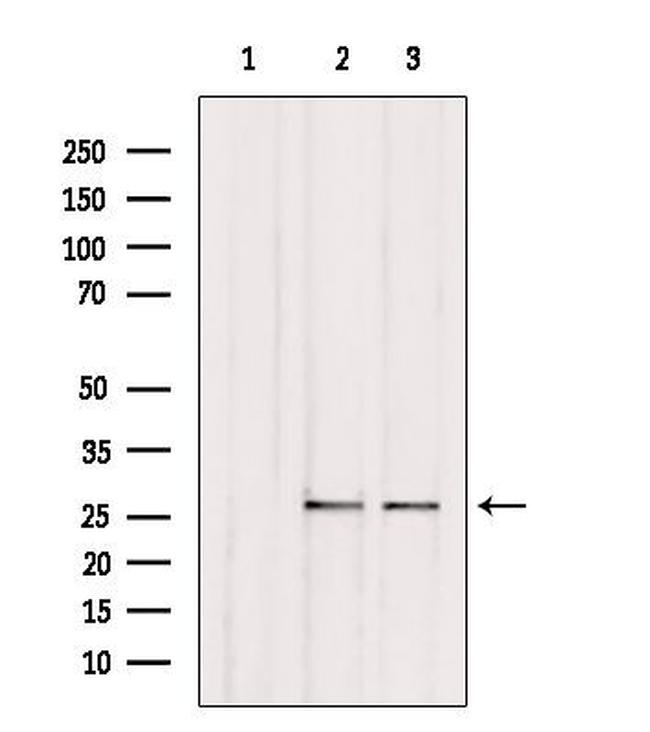 C1QL3 Antibody in Western Blot (WB)