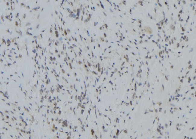 RNF123 Antibody in Immunohistochemistry (Paraffin) (IHC (P))