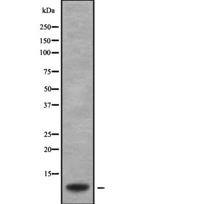 GNG2 Antibody in Western Blot (WB)