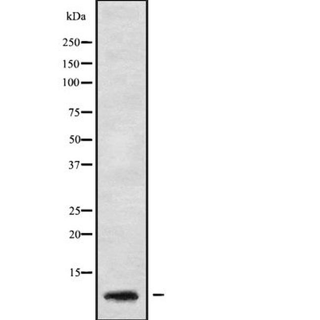 GNG5 Antibody in Western Blot (WB)