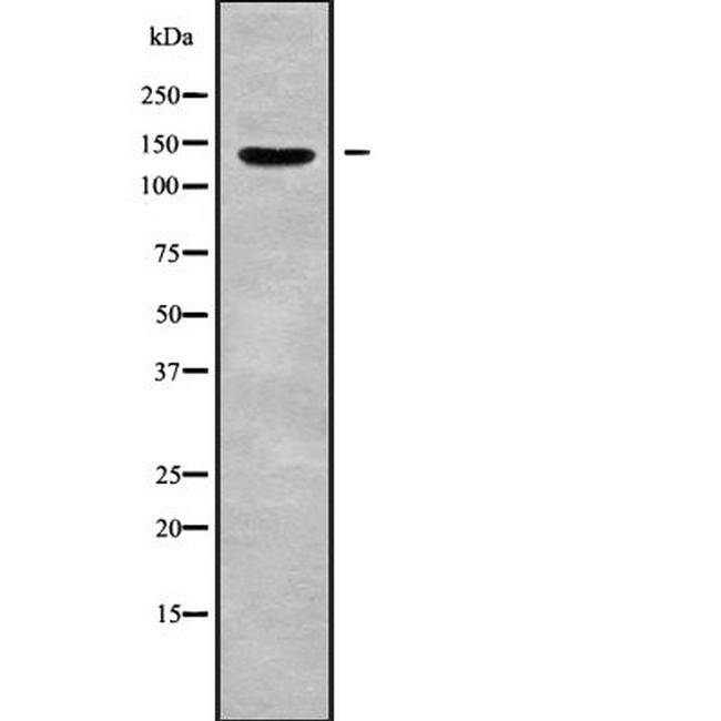 RAPH1 Antibody in Western Blot (WB)