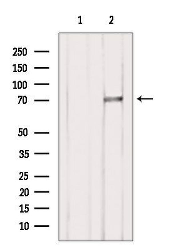 SLC6A11 Antibody in Western Blot (WB)