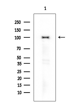 Phospho-PSD93 (Tyr340) Antibody in Western Blot (WB)