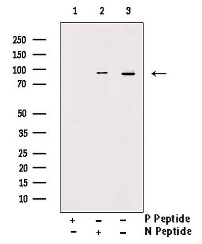 Phospho-PSD-95 (Tyr236, Tyr240) Antibody in Western Blot (WB)