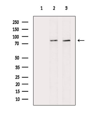 Phospho-RSK2 (Ser227) Antibody in Western Blot (WB)